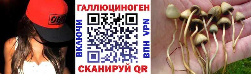 Купить  Качканар  Псилоцибиновые грибы MAGIC MUSHROOMS 